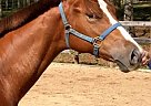 Halter Horse Yearling Gelding Quarter Horse Gelding