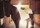 Standardbred - Horse for Sale in Perth, WA 6111 Standardbred - Horse for Sale in Perth, WA 6111