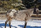 - Mare in Rochester, AB - Mare in Rochester, AB