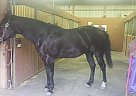 Quarter Horse - Horse for Sale in South Lyon, MI 48178