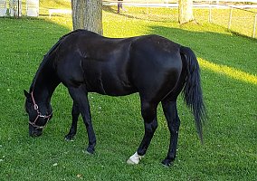 Aqha (Quarter Horse, Gelding) in South Lyon, MI