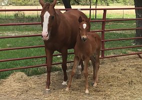 BBP War Wagon By PYC Paint Your Wagon By Corona Cartel Quarter Horse Mare