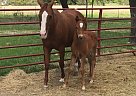 BBP War Wagon By PYC Paint Your ... Quarter Horse Mare
