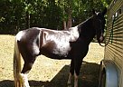 Spotted Saddle - Horse for Sale in Salem, AL Spotted Saddle - Horse for Sale in Salem, AL