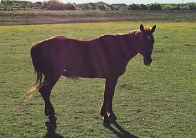 Billy's Roan Quarter Horse Mare