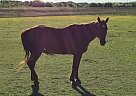 Billy's Roan Quarter Horse Mare