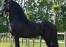 Friesian - Horse for Sale in Dallas, TX 75051