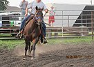 Make Me Zhip - Mare in Milnor, ND Make Me Zhip - Mare in Milnor, ND