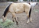 Jacqueline Davis - Gelding in Kalispell, MT Jacqueline Davis - Gelding in Kalispell, MT