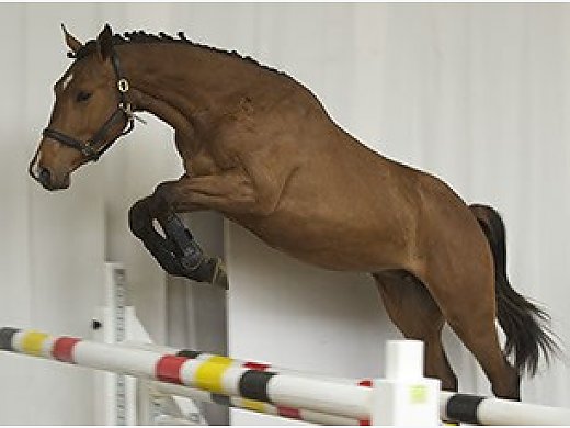 BWP Otto Double S (Numero Uno X Silbersee)