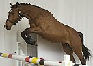 Belgian Warmblood - Horse for Sale in Meeuwen-gruitrode,  3670