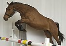 Belgian Warmblood - Horse for Sale in Meeuwen-gruitrode, 3670 Belgian Warmblood - Horse for Sale in Meeuwen-gruitrode, 3670