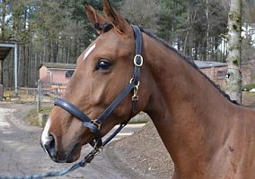 Warmblood (Warmblood, Stallion)