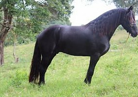 Friesian (Friesian, Mare) in Olympia, WA