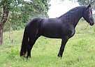 Friesian - Horse for Sale in Olympia, WA 98506