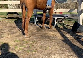 Quarter Horse (Quarter Horse, Mare) in Beech Bluff, TN
