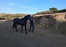 Andalusian - Horse for Sale in SYLMAR, CA 91342
