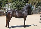 Andalusian - Horse for Sale in SYLMAR, CA 91342