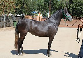 Divina (Andalusian / PRE, Mare) in Sylmar, CA