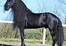 Timen STER - Gelding in Belvedere Tiburon, CA Timen STER - Gelding in Belvedere Tiburon, CA