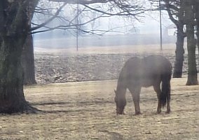 Freedom (Quarter Horse, Mare) in Claremont, MN