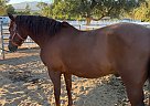 Azteca - Horse for Sale in SYLMAR, CA 91342