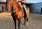 Azteca - Horse for Sale in SYLMAR, CA 91342