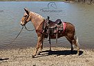 Buddy Love - Gelding in Owingsville, KY Buddy Love - Gelding in Owingsville, KY