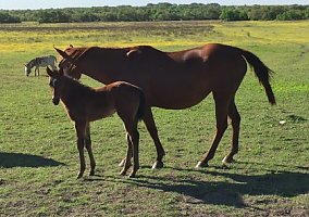 Mare and Colt BBP war Wagon By PYC Paint Your Wagon By Corona Cartel Quarter Horse Mare