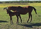 Mare and Colt BBP war Wagon By P... Quarter Horse Mare