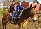 Mule - Horse for Sale in Red Oak, IA 51566