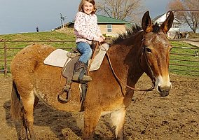 Mule (Mule, Mare) in Red Oak, IA