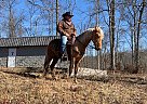 Stryker - Gelding in Mount Vernon, KY Stryker - Gelding in Mount Vernon, KY