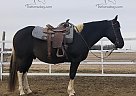 Dakota - Gelding in Des Moines, IA Dakota - Gelding in Des Moines, IA