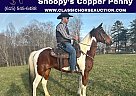 Spotted Saddle - Horse for Sale in Whitley City Ky, TN 42653