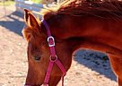 Rhazja - 14 yr Arabian Gelding Arabian Gelding