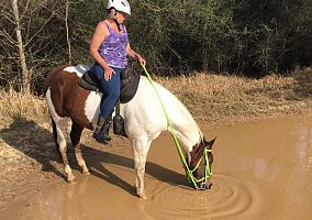 Quarter Horse (Quarter Horse, Gelding) in Wilmer, AL