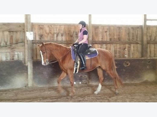 17 Year old Quarter Horse Gelding