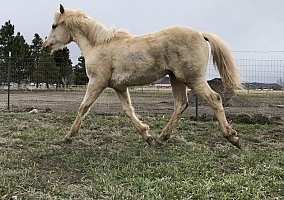 Quarter Horse (Quarter Horse, Mare) in Halfway, OR