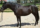 Outstanding Andalusian Pre-Mare ... Andalusian Mare