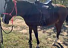 Arabian - Horse for Sale in Clovis, NM 88101