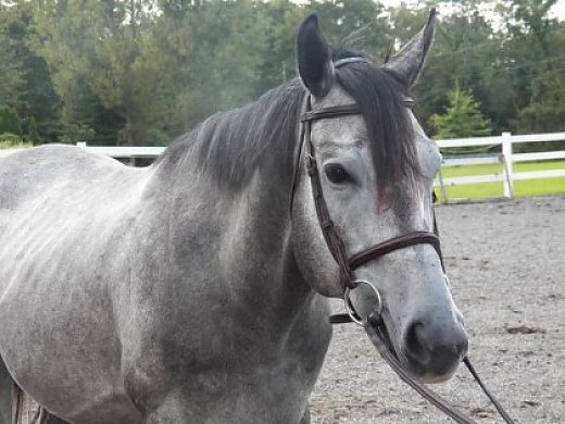 Beautiful Grey Gelding