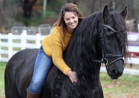 Friesian (Friesian, Mare) in Bala-Cynwyd, PA