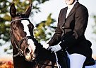 Hanoverian - Horse for Sale in Calgary, AB T1X 0L Hanoverian - Horse for Sale in Calgary, AB T1X 0L
