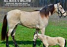 Tennessee Walking - Horse for Sale in PARK HILLS, MO 63601