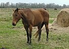 Quarter Horse - Horse for Sale in Rosharon, TX 77583 Quarter Horse - Horse for Sale in Rosharon, TX 77583