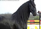 Friesian - Horse for Sale in Calgary, AB T1X 0L