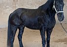 Phoenix - Gelding in Seagoville, TX Phoenix - Gelding in Seagoville, TX