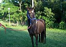 Tennessee Walking - Horse for Sale in Shorter, AL Tennessee Walking - Horse for Sale in Shorter, AL