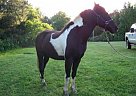 Spotted Saddle - Horse for Sale in Shorter, AL Spotted Saddle - Horse for Sale in Shorter, AL